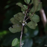 Ilex knucklesensis Philcox